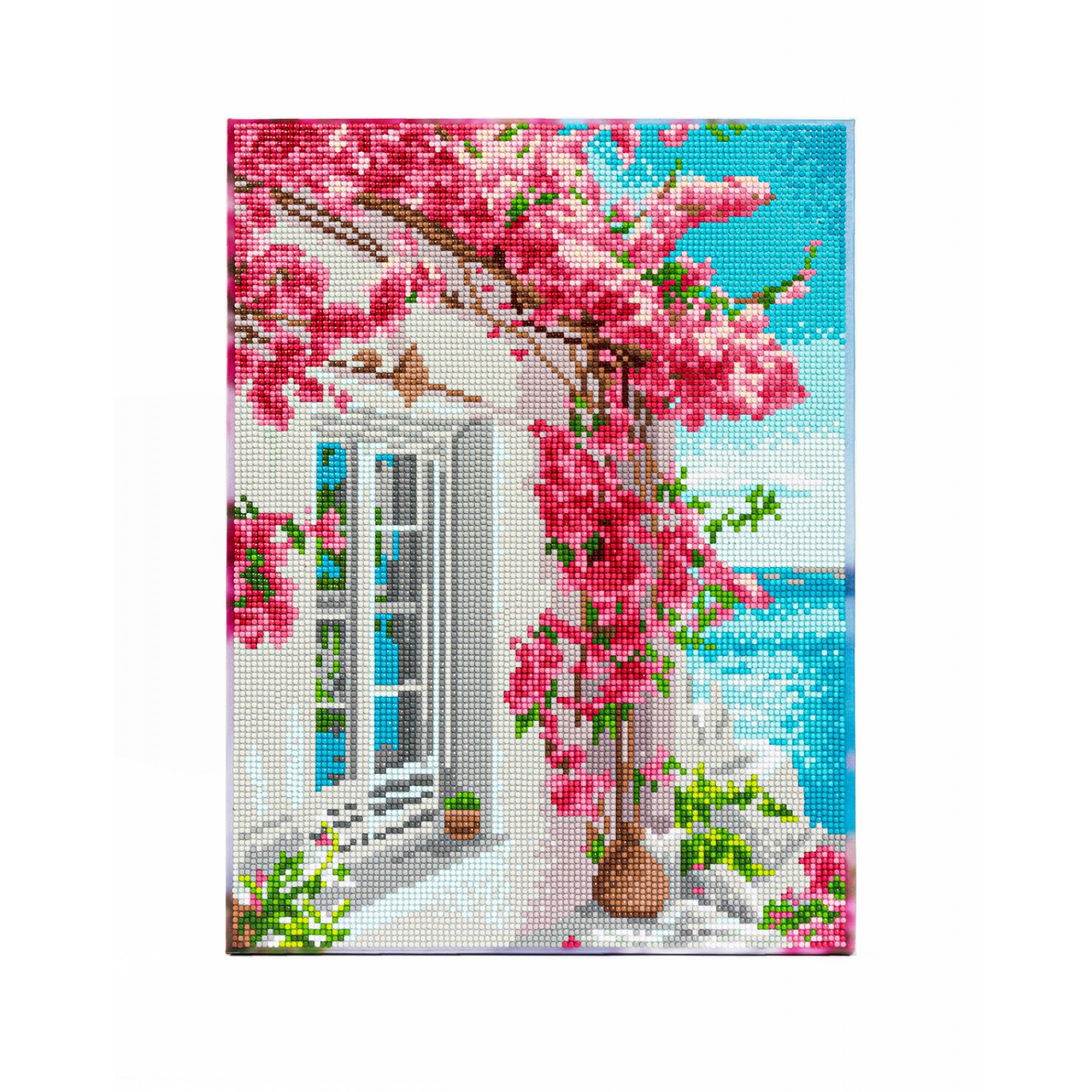 Bougainvillea