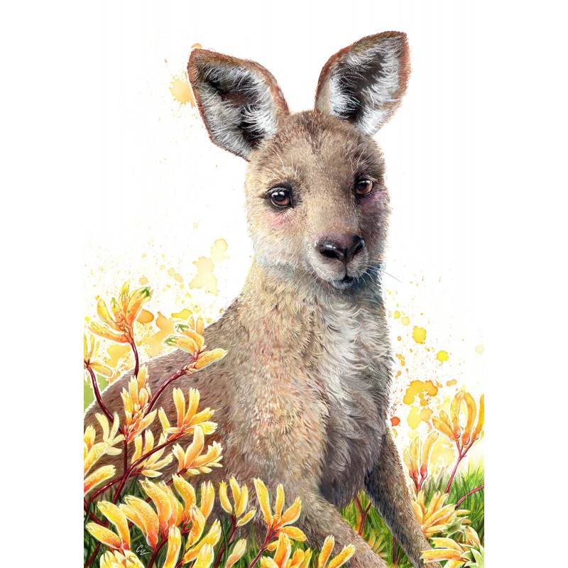 Kangaroo & Kangaroo Paw