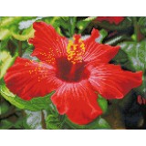 Hibiscus in bloom - Pre-Framed Kit