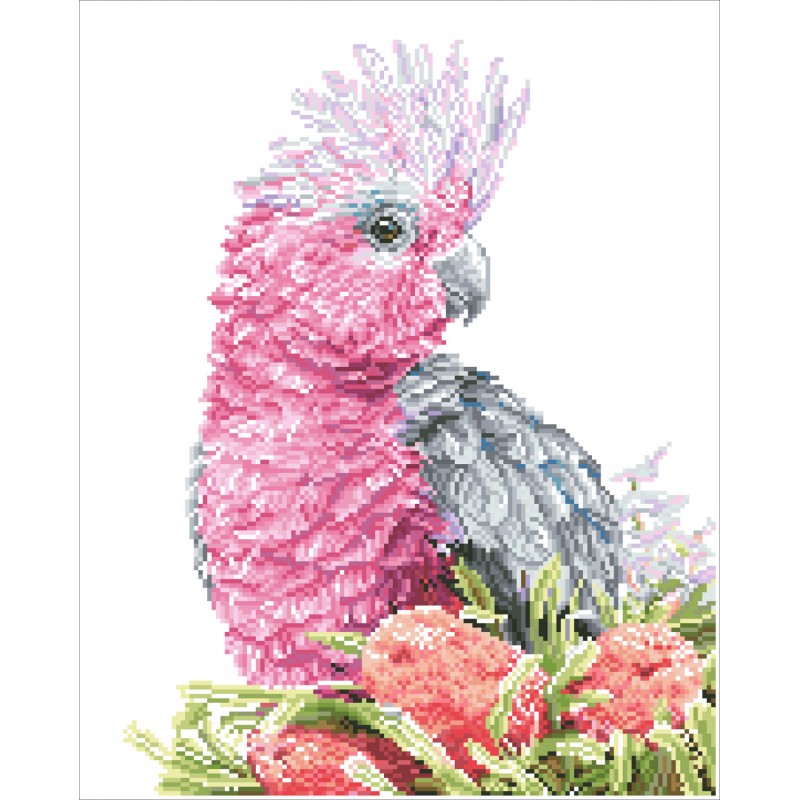 Pink Galah & Banksias