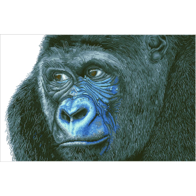 Kibali Western Lowland Gorilla