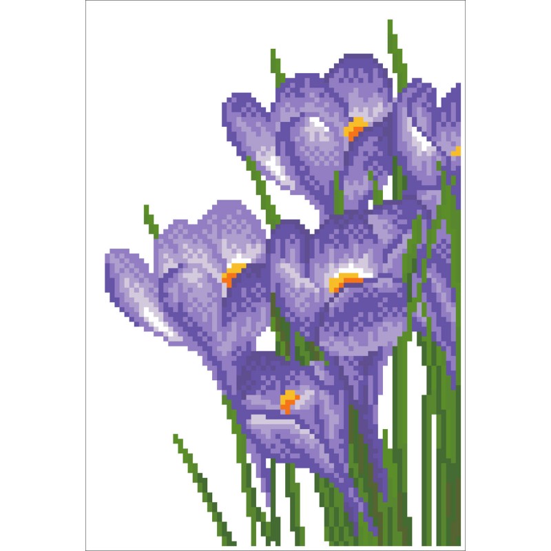 Spring Crocus