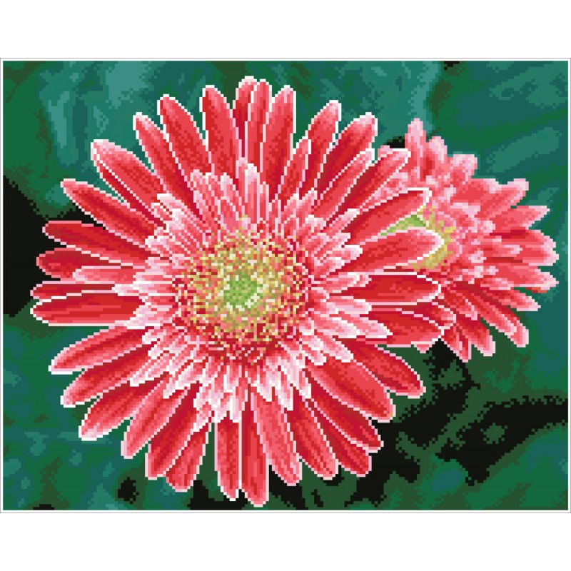 Pink Gerberas