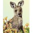 Kangaroo & Kangaroo Paw