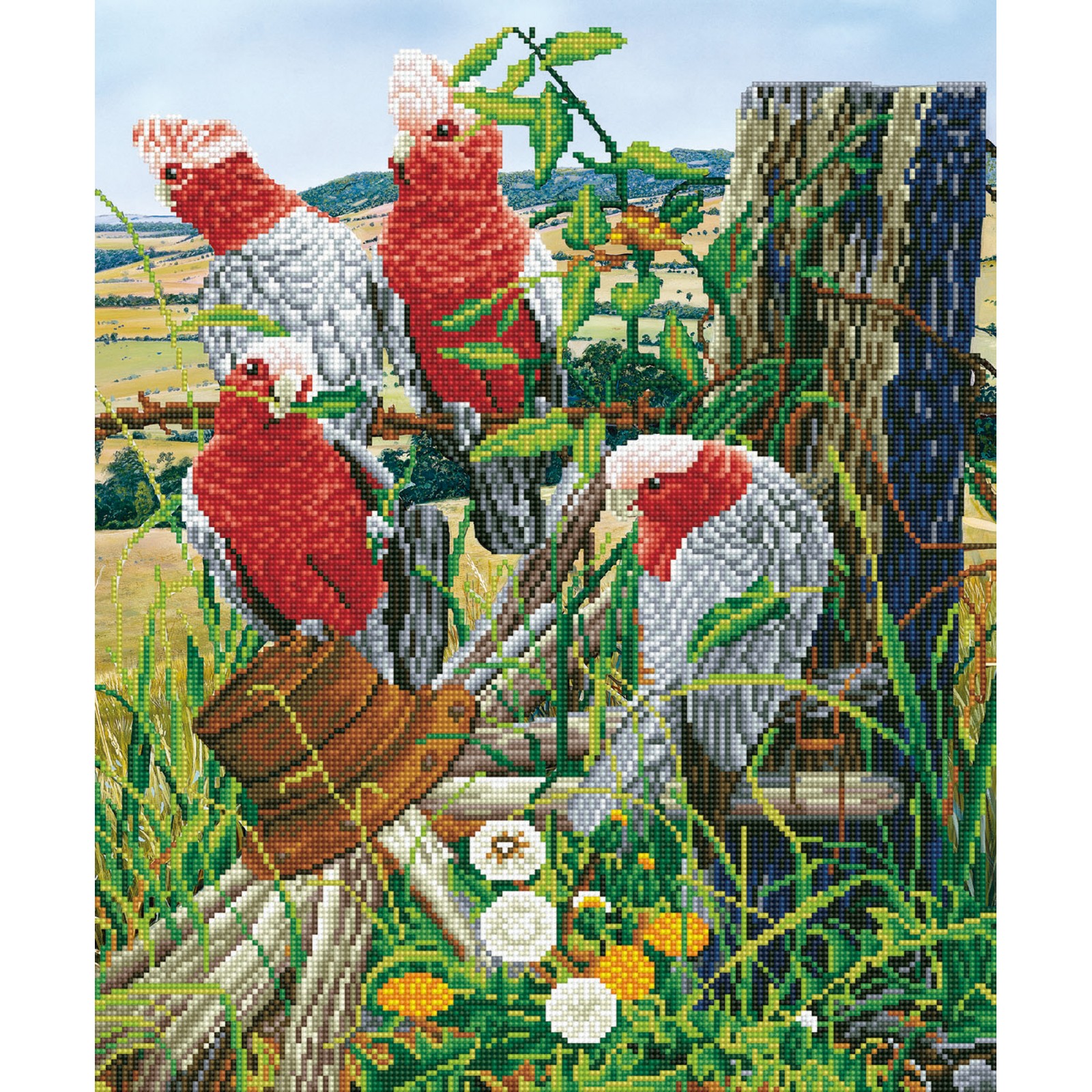 Galah Quartet