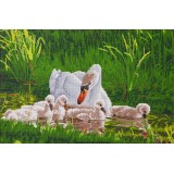 Mother Swan & Signets