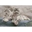 Snow Leopards Hemis National Park