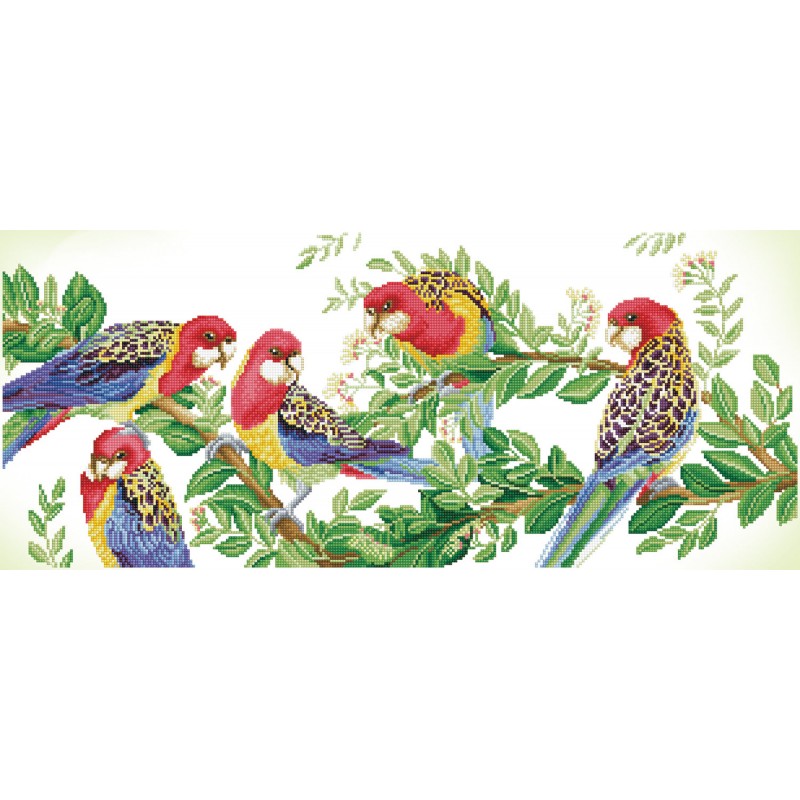 Eastern Rosella Gathering