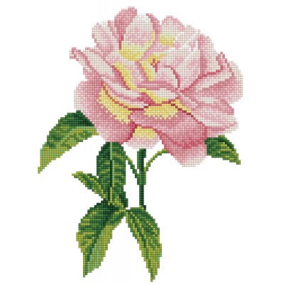 Pink Rose