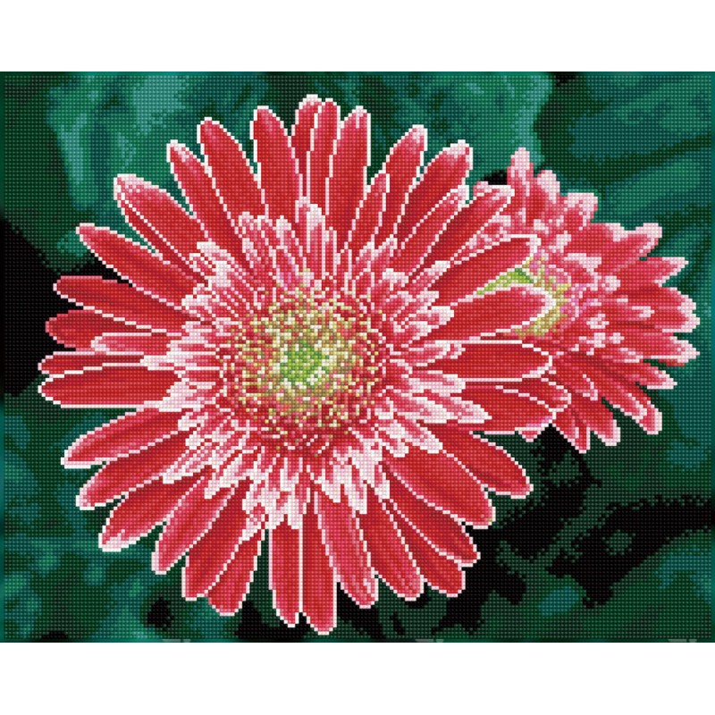 Pink Gerberas