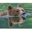 Grizzly swim
