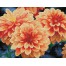 Peach Dahlias